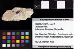 Foto (Objket + Etiketten) von Lecythocaris paradoxa (von Meyer, 1858) 